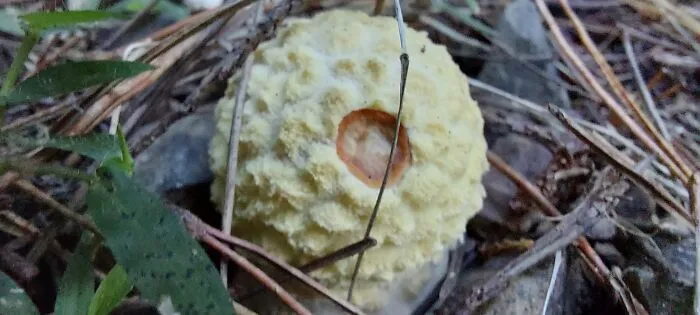 Fungi Cauli?! Leigh, Nz