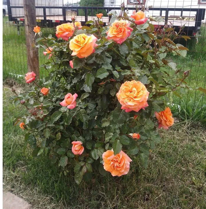 New Year Rose