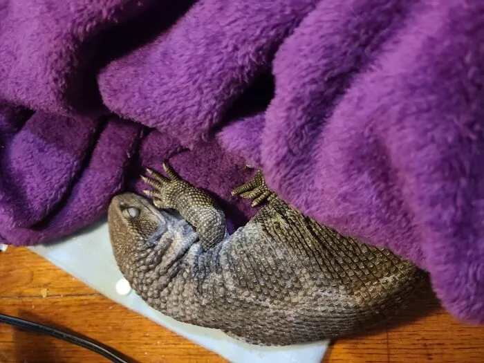 Everyone Has A Scaley Kitten That Likes To Nap On A Heating Pad, Under A Blanket, Right?