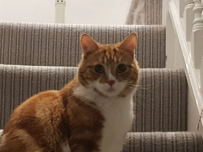 For Privacy's Sake, I Won't Show My Face, But Here's My Cat