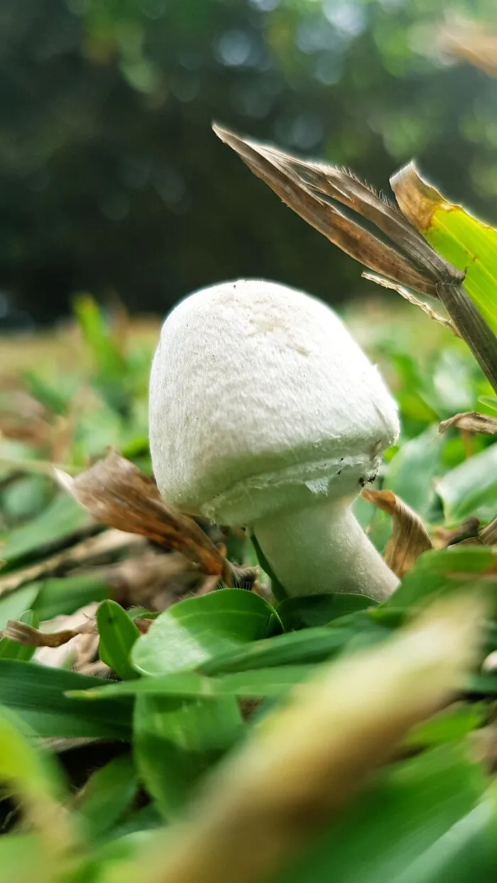 Random Lone 'Shroom In My Garden