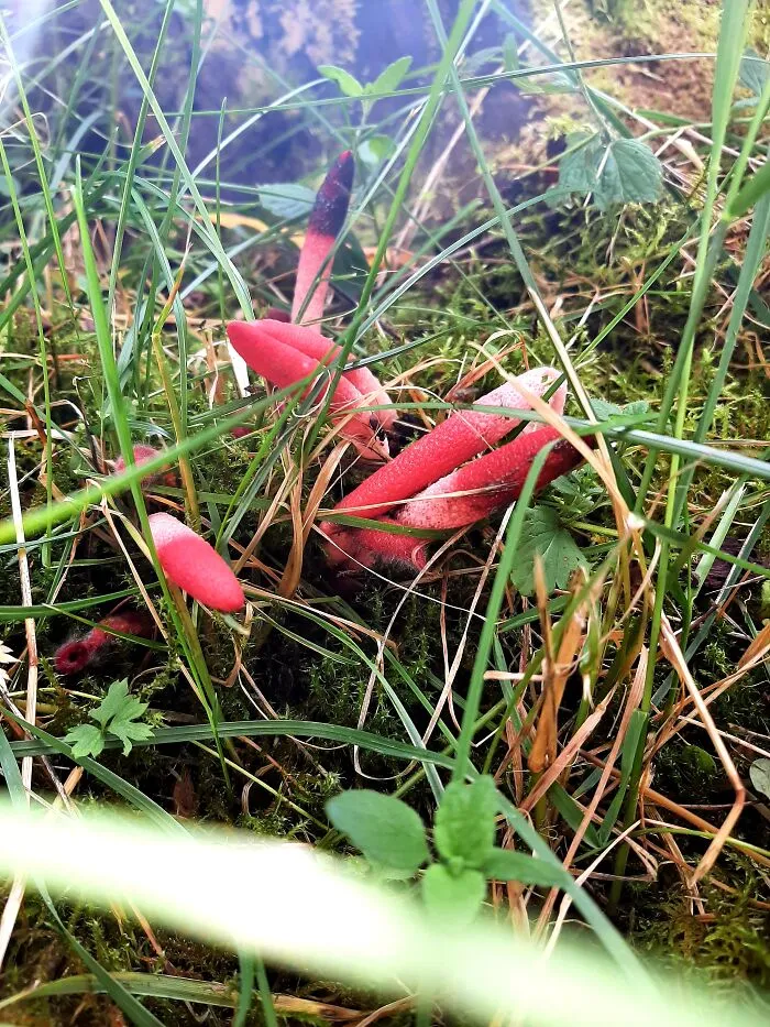 Red Stinkhorn (Mutinus Ravenelii), Finland