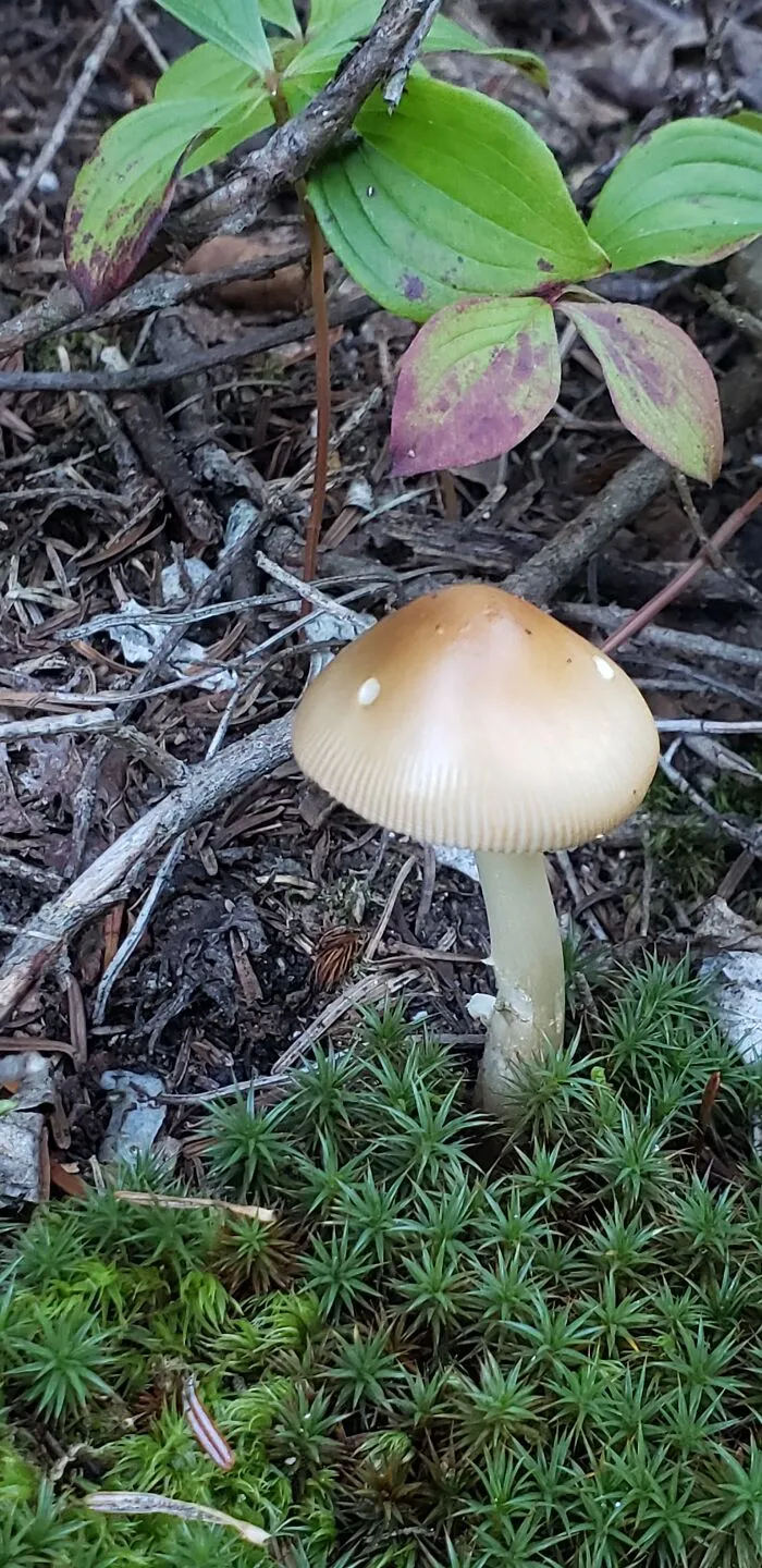 " So Smoooooth ". Sentier Des Crêtes, Parc De Forillon, Gaspésie, Québec