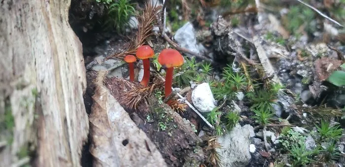 " Triplets". Sentier Des Crêtes, Parc De Forillon, Gaspésie, Québec