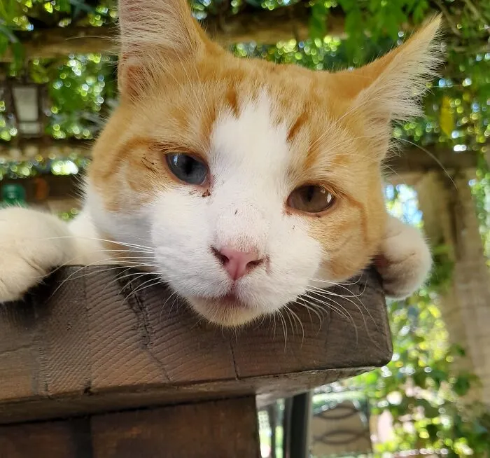 My Mischievous Cat