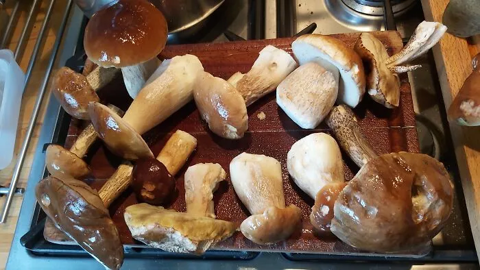 Ceps... Wales UK