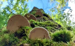 Hey Pandas, Share Photos Of Mushrooms You've Found (Closed)