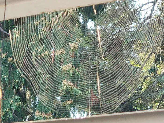 My Live 3D Halloween Deco