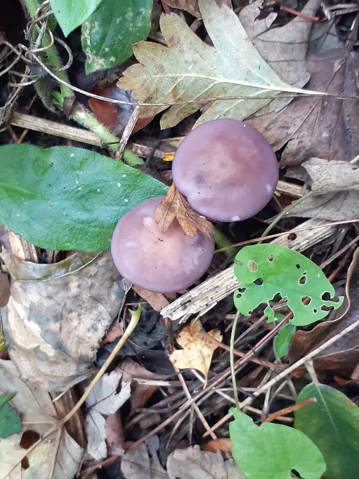 Guernsey Fungi 2022