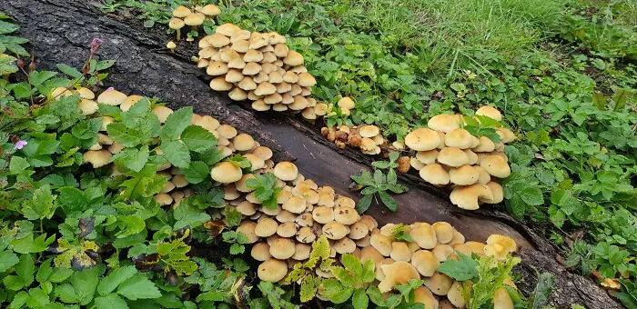 Cute Little Bunch,in Saxony,germany