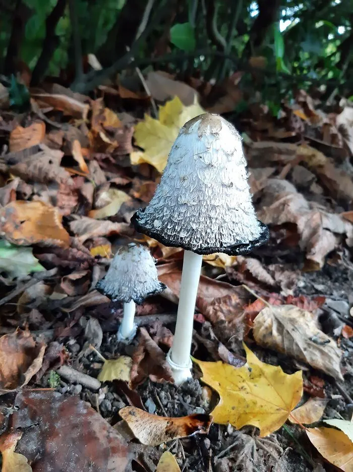 Surrey, UK