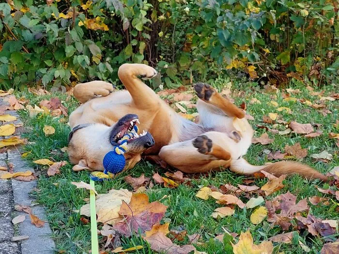 Our Rescue Lucy