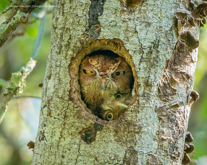 "Tight Fit!" By Mark Schocken
