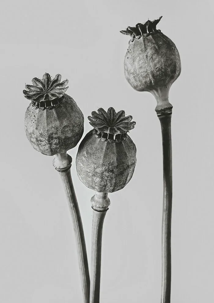 Opium Poppies