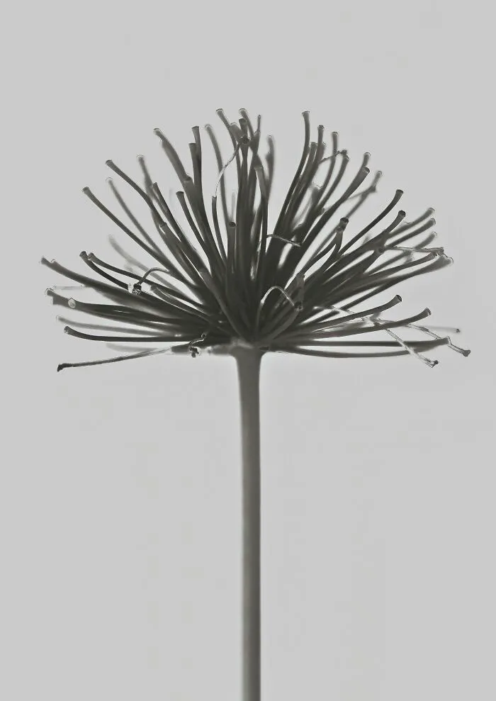 African Lily