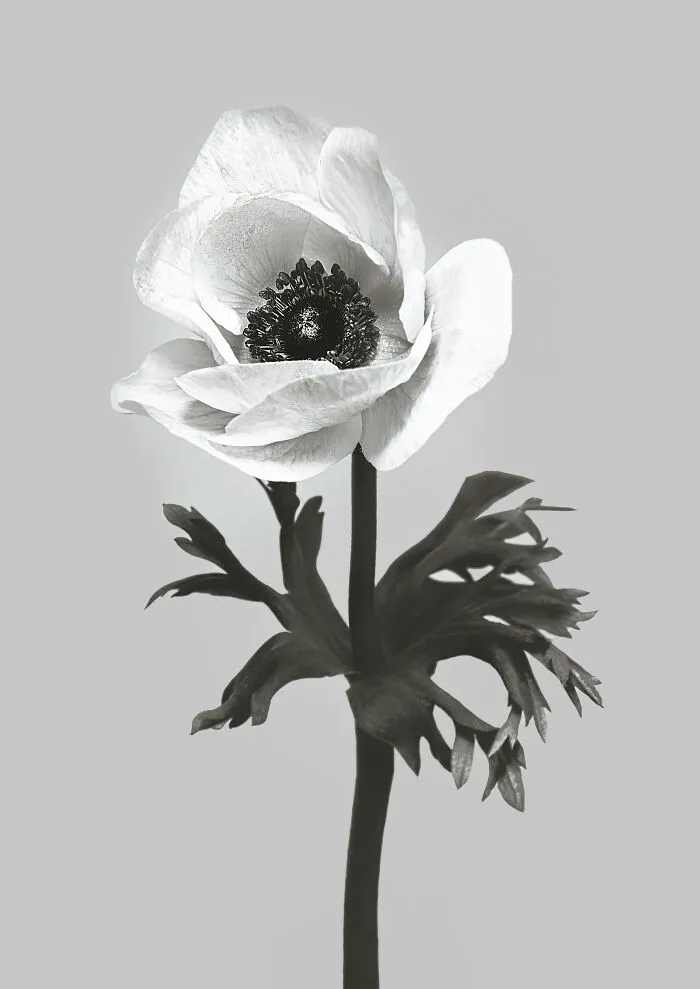 Anemone