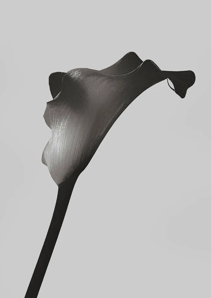 Arum Lily