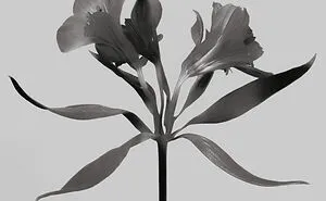 "Botanicals": My Monochromatic Series Unveiling Overlooked Beauty Through Botany (27 Pics)