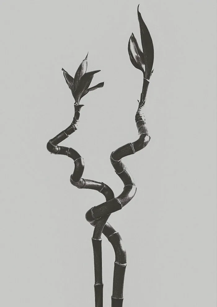 Bamboo