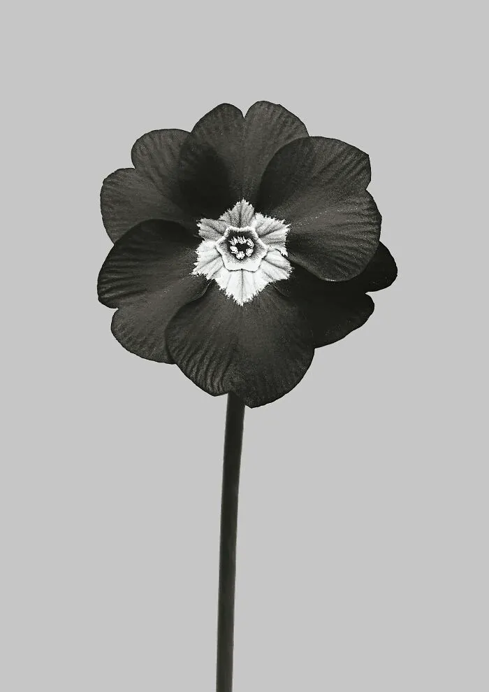 Dianthus Plumarius