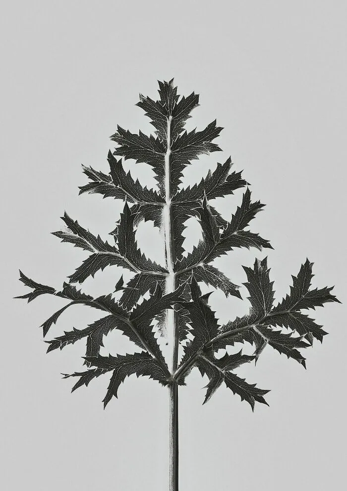 Fern