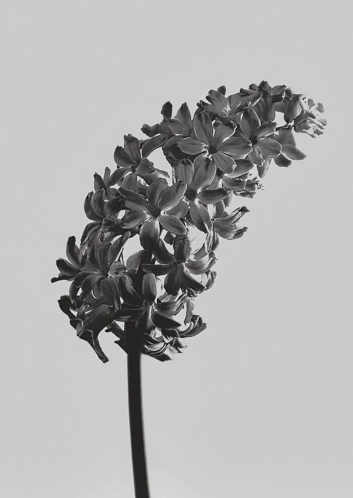 Hyacinthus