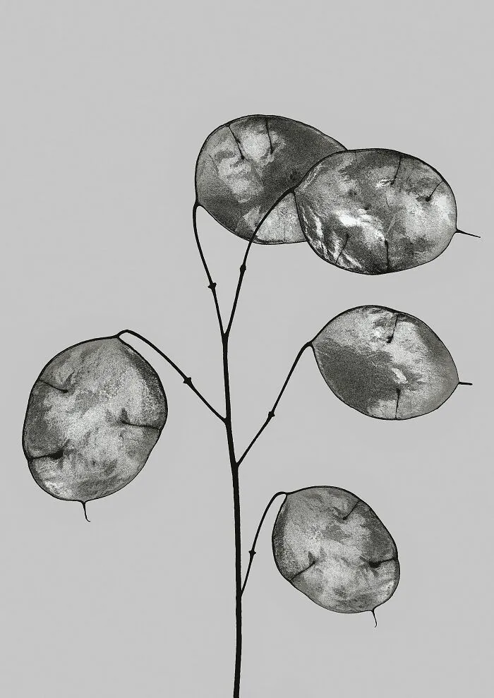 Lunaria Annua
