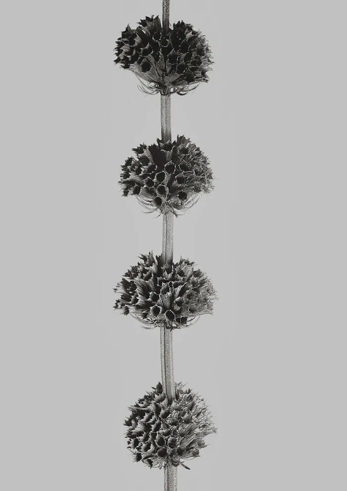Leonitis Leonurius