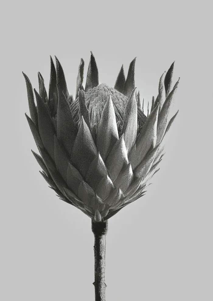Protea Cynaroides