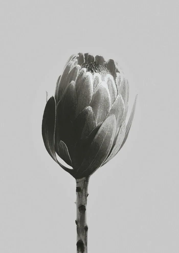 Protea Lacticolor