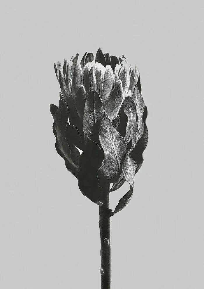 Protea Obtusifolia