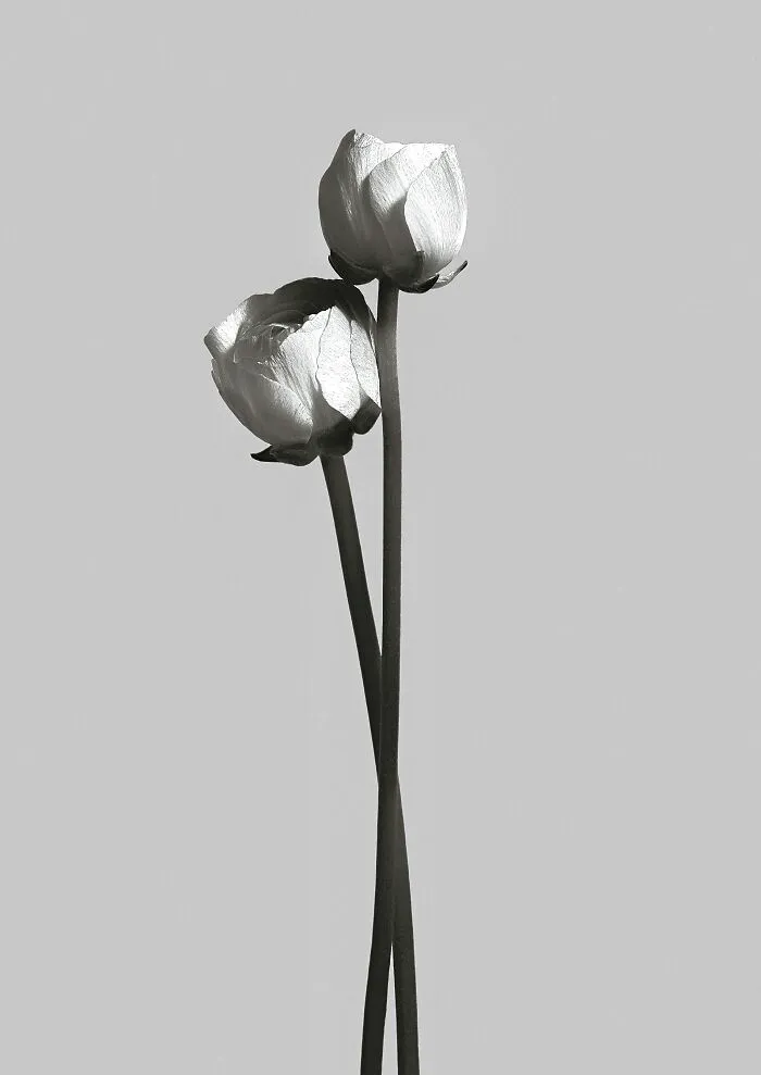 Ranunculus
