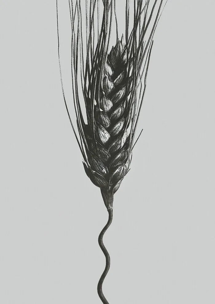 Wheat, Cereal