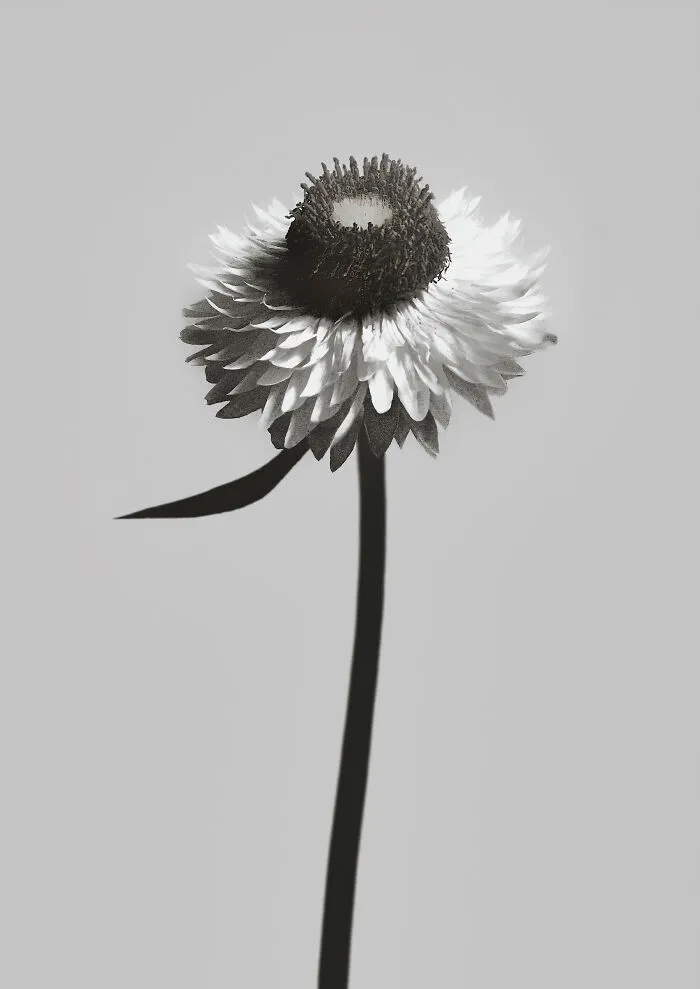 Xerochrysum Bracteatum