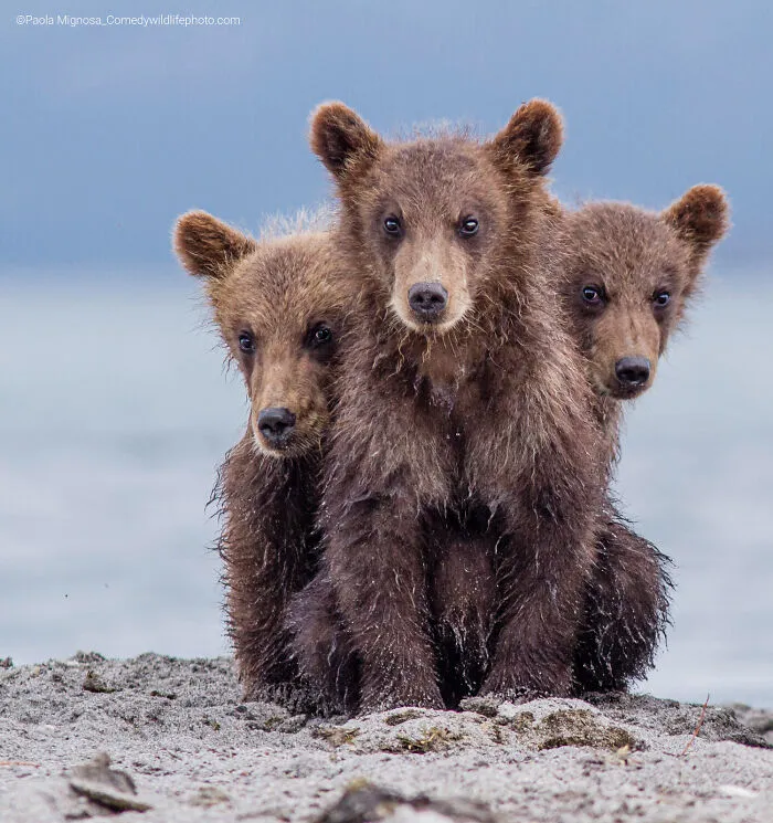 "Three Headed ("Kerberos")" By Paolo Mignosa