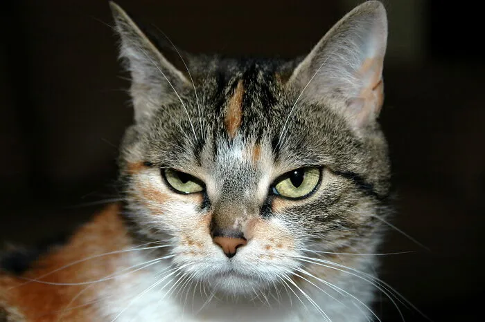 A Bad Temper