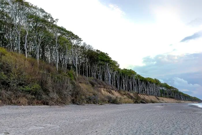 the raw of equal trees along the sea shore