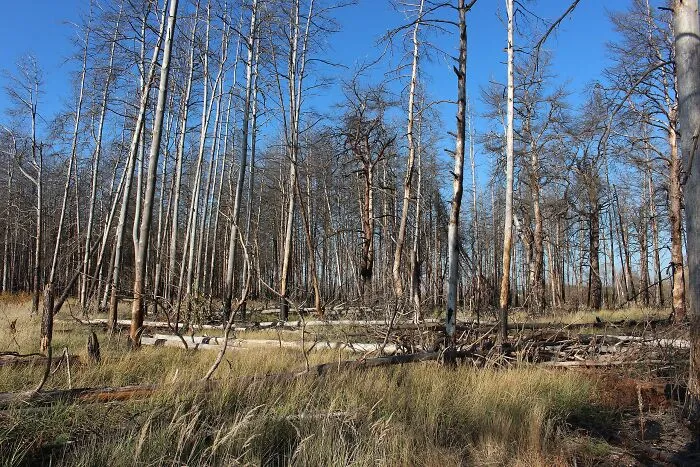 trees without leaves