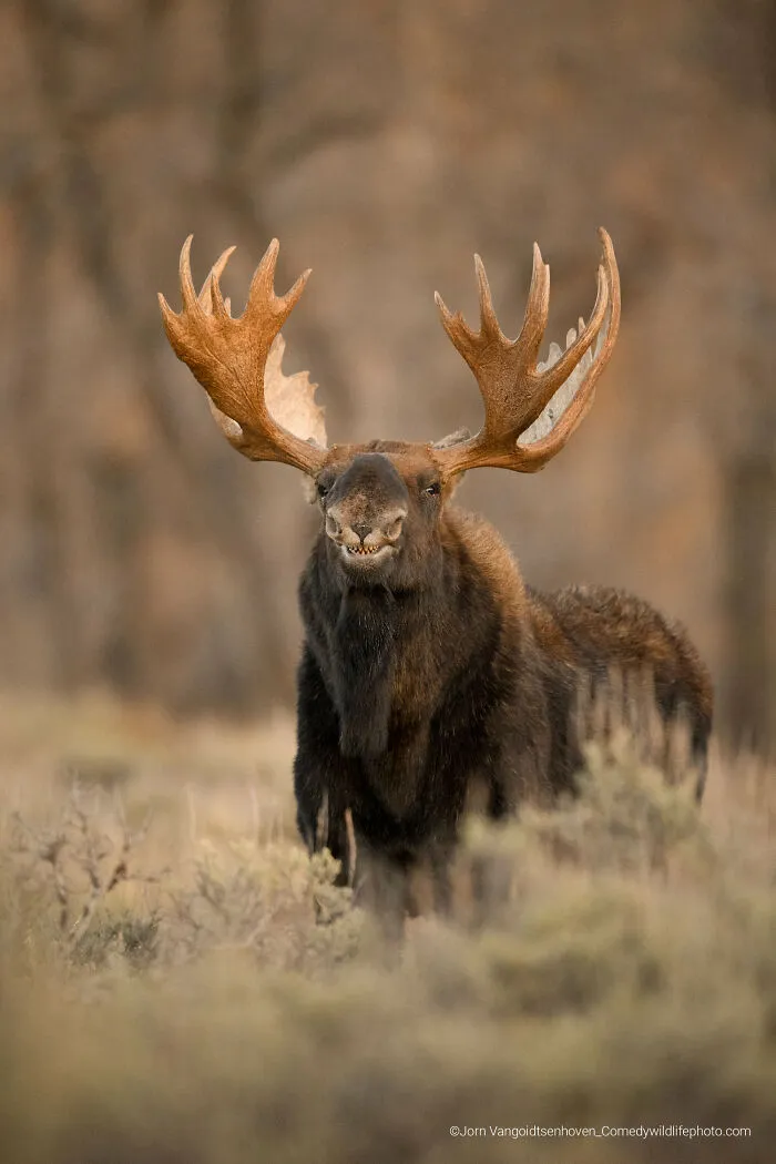 "Shark Moose" By Jorn Vangoidtsenhoven