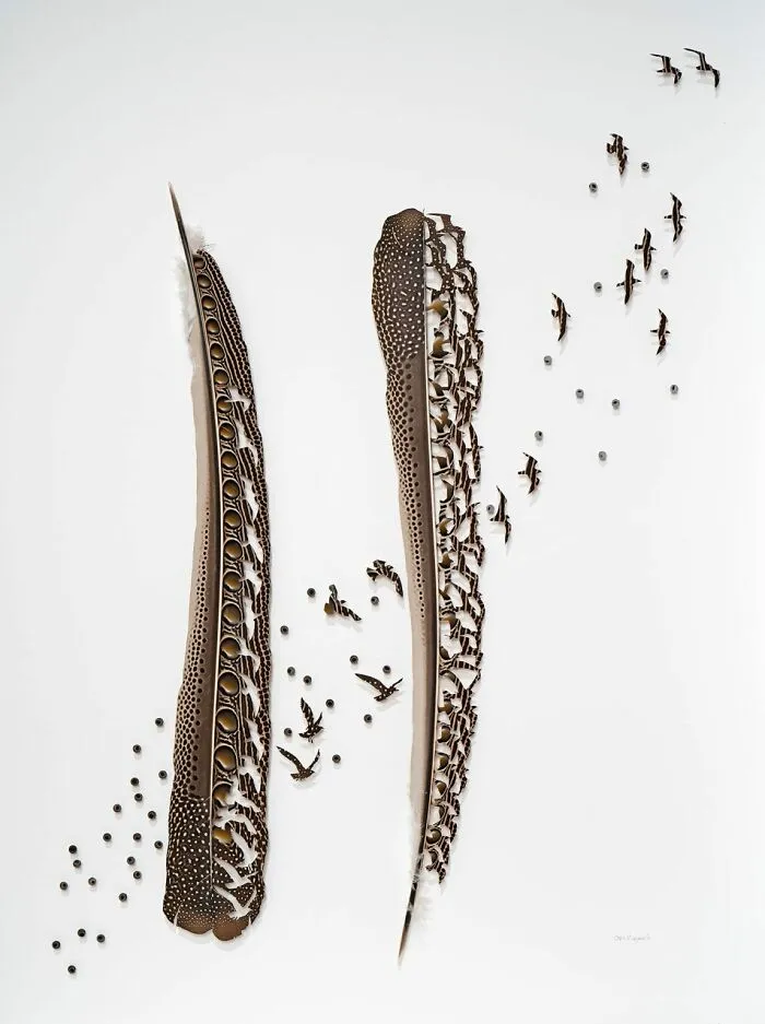Chris Maynard, Pluma cortada
