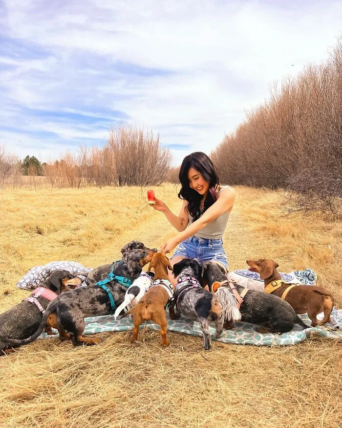 Woman Shares Her Life With 8 Rescue Dachshunds, And Here Are 25 Of The Funniest Pictures Of Them
