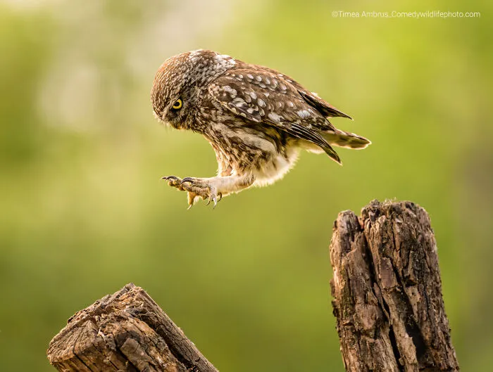 "I Jump Instead Of Flying" By Tímea Ambrus
