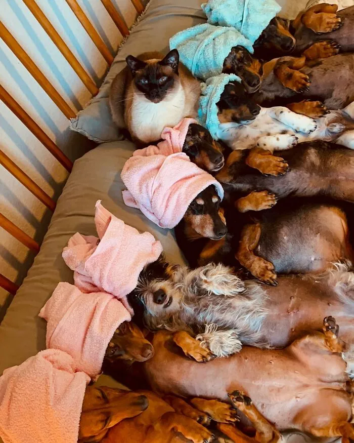 Woman Shares Her Life With 8 Rescue Dachshunds, And Here Are 25 Of The Funniest Pictures Of Them