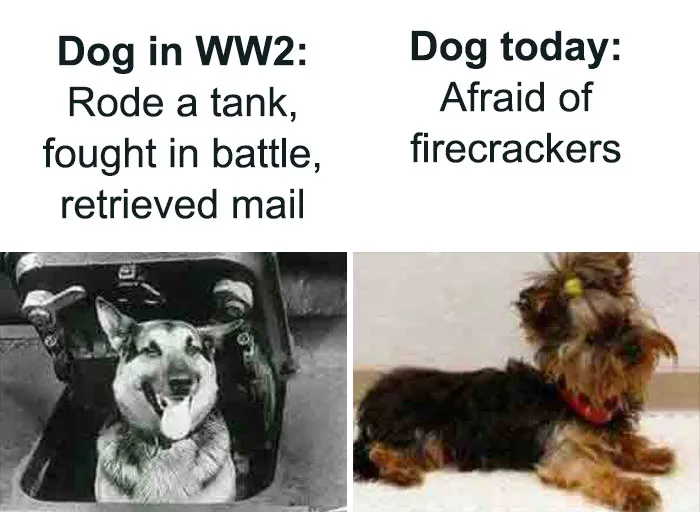 Not Even Dogs Are Safe