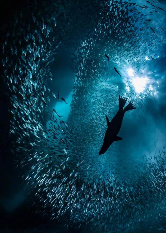 Vida subacuática: 2do clasificado, “La cacería del león marino de California” por Nick Polanszky
