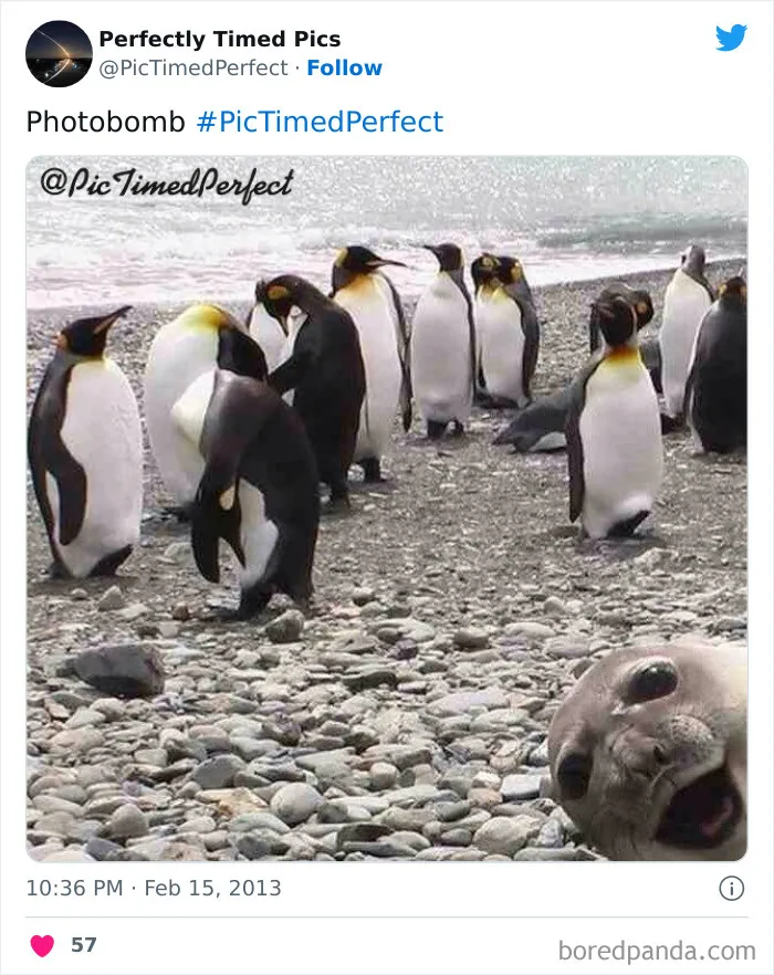 50 "Perfectly Timed Pics" That Might Make You Look Twice