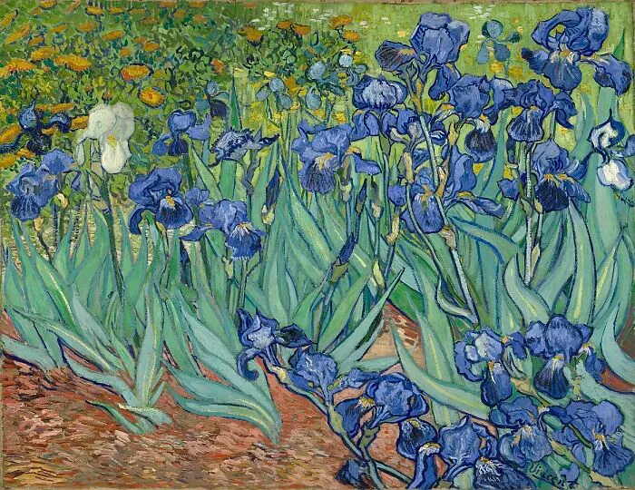 Irises