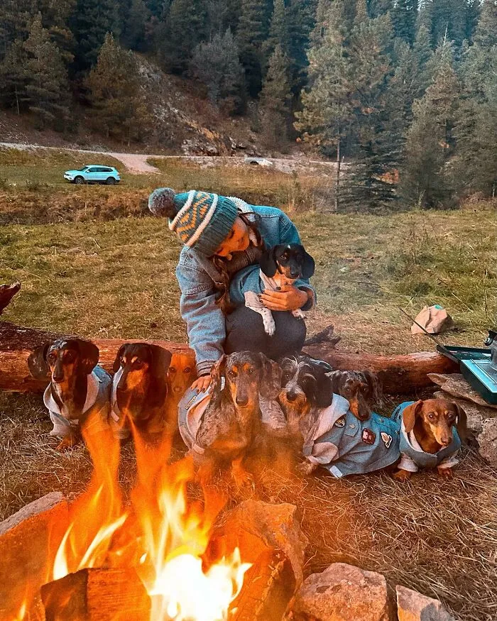 Woman Shares Her Life With 8 Rescue Dachshunds, And Here Are 25 Of The Funniest Pictures Of Them