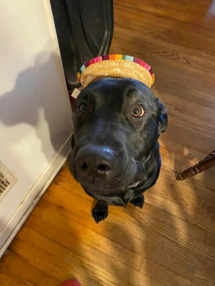 We Don't Own Him But He's The Best Boy Ever! Finnigan