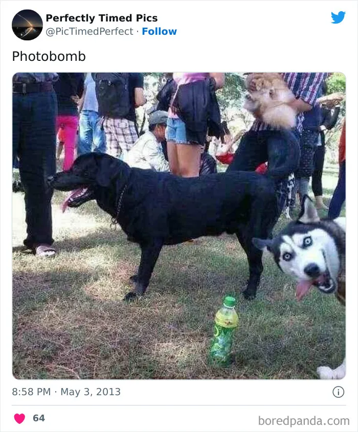 50 "Perfectly Timed Pics" That Might Make You Look Twice